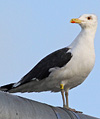 juvenile LBBG in October, ringed in Norway. (131273 bytes)